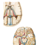 Deep Veins of Brain