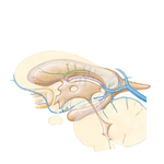 Subependymal Veins of Brain