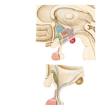 Hypothalamus and Hypophysis