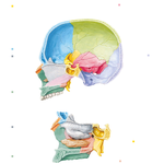 Skull: Midsagittal Section