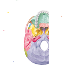 Cranial Base: Inferior View