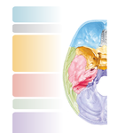 Cranial Base: Superior View