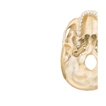 Foramina and Canals of Cranial Base: Inferior View