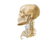 Bony Framework of Head and Neck