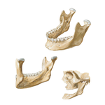 Mandible