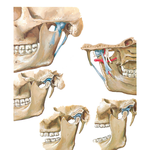 Temporomandibular Joint