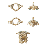 Cervical Vertebrae: Atlas and Axis