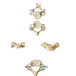 Cervical Vertebrae (continued)