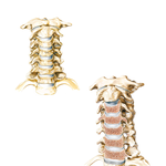 Cervical Vertebrae: Uncovertebral Joints