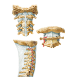 External Craniocervical Ligaments