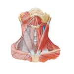 Muscles of Neck: Anterior View