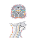 Fascial Layers of Neck