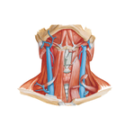 Infrahyoid and Suprahyoid Muscles
