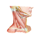 Muscles of Neck: Lateral View