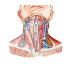 Superficial Veins and Cutaneous Nerves of Neck