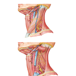 Nerves and Vessels of Neck