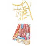 Nerves and Vessels of Neck (continued)