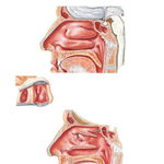 Lateral Wall of Nasal Cavity