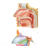 Medial Wall of Nasal Cavity (Nasal Septum)