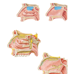 Nerves of Nasal Cavity