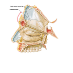 Nerves of Nasal Cavity: Bony Nasal Septum Turned Up