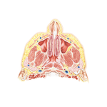 Nose and Maxillary Sinus: Transverse Section