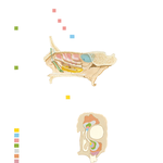Paranasal Sinuses: Changes with Age