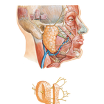 Facial Nerve Branches and Parotid Gland