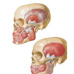 Muscles Involved in Mastication