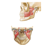 Muscles Involved in Mastication (continued)