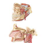 Maxillary Artery