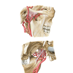 Proximal Maxillary and Superficial Temporal Arteries