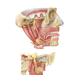 Mandibular Nerve (CN V3)