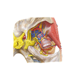 Superior View of Infratemporal Fossa