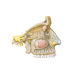 Ophthalmic (CN V1) and Maxillary (CN V2) Nerves