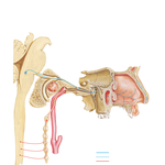 Autonomic Innervation of Nasal Cavity