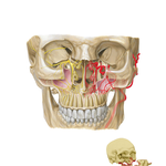 Nerves and Arteries of the Deep Face