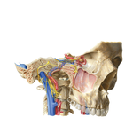 Orientation of Nerves and Vessels of the Cranial Base