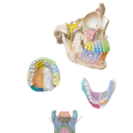 Afferent Innervation of Oral Cavity and Tongue