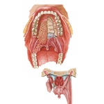 Roof of Oral Cavity