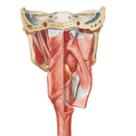 Muscles of Pharynx: Partially Opened Posterior View