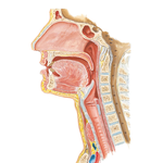 Pharynx: Medial View