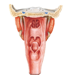 Pharynx: Opened Posterior View