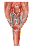 Pharyngoesophageal Junction