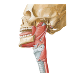 Muscles of Pharynx: Lateral View