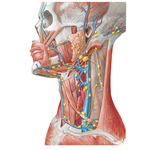 Lymph Vessels and Nodes of Head and Neck