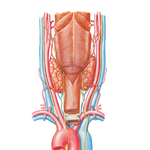 Thyroid Gland and Pharynx: Posterior View