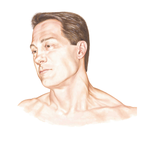 Head and Neck: Surface Anatomy