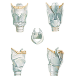 Cartilages of Larynx