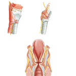 Nerves and Coronal Section of Larynx